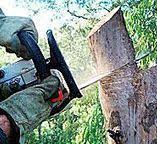 Best Tree Preservation Services  in Dexter, OR